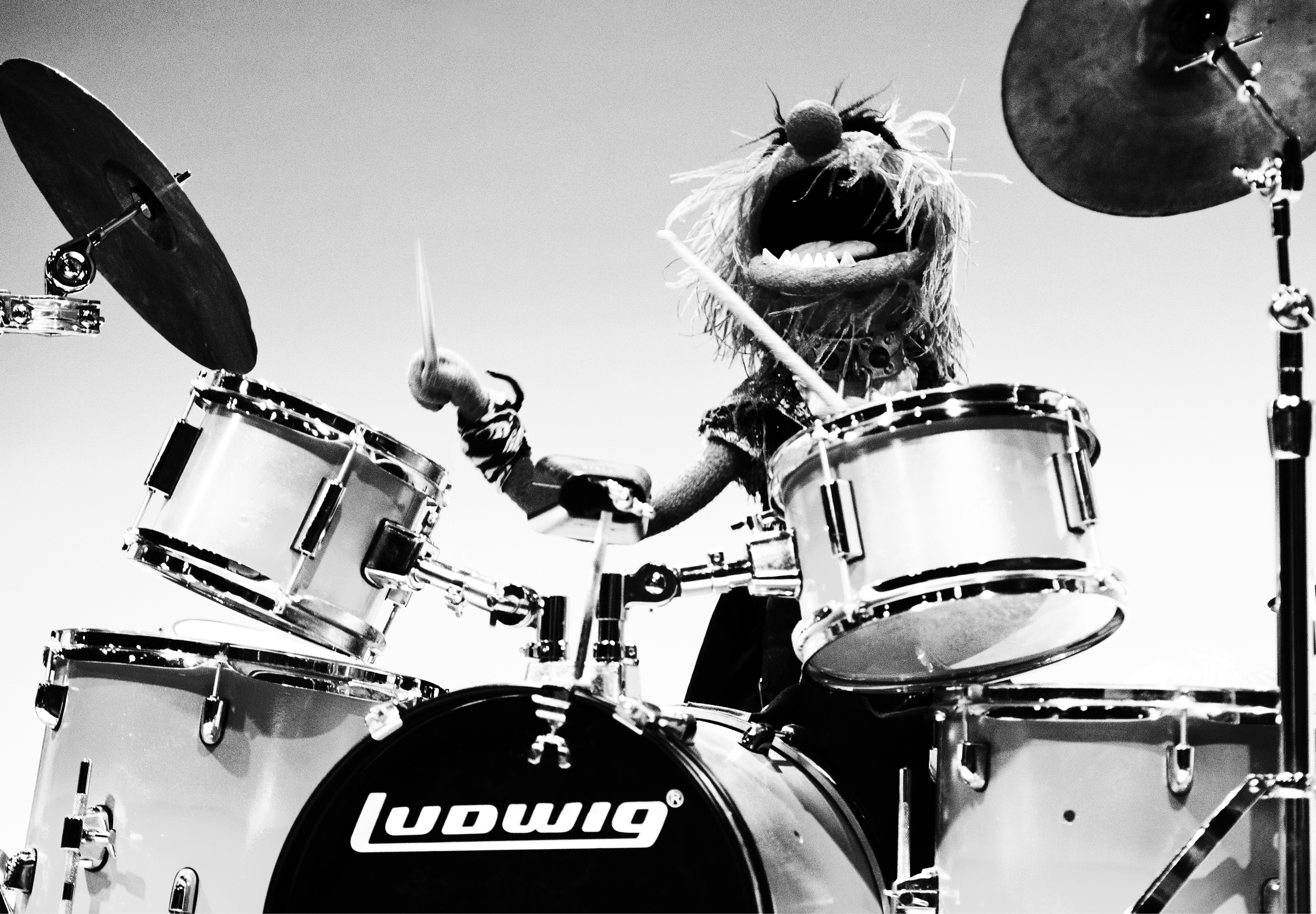 Глупый музыкальный. Барабанщик. Смешной барабанщик. Собака барабанщик. Коты на барабанах.